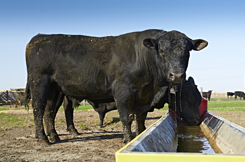 heated cattle waterer