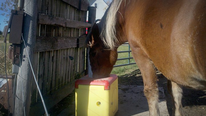 automatic horse waterer