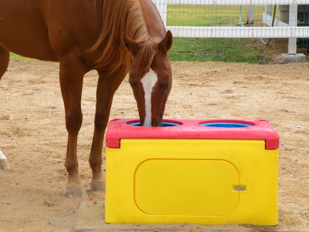 insulated heated waterer automatic for horses