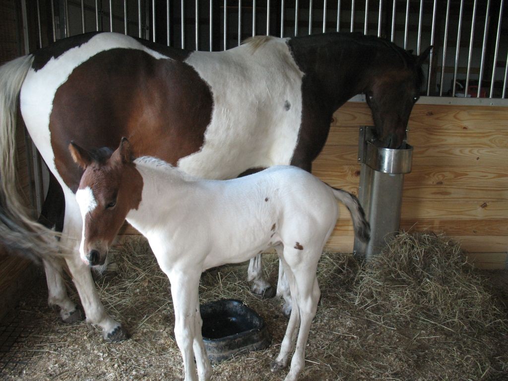 stall waterer for horses