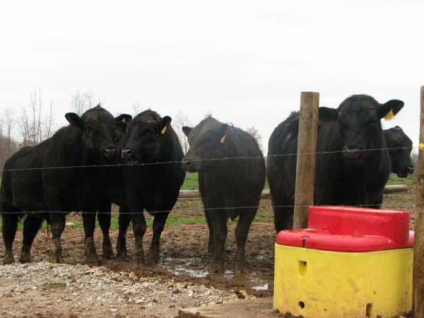 cattle waterer energy free
