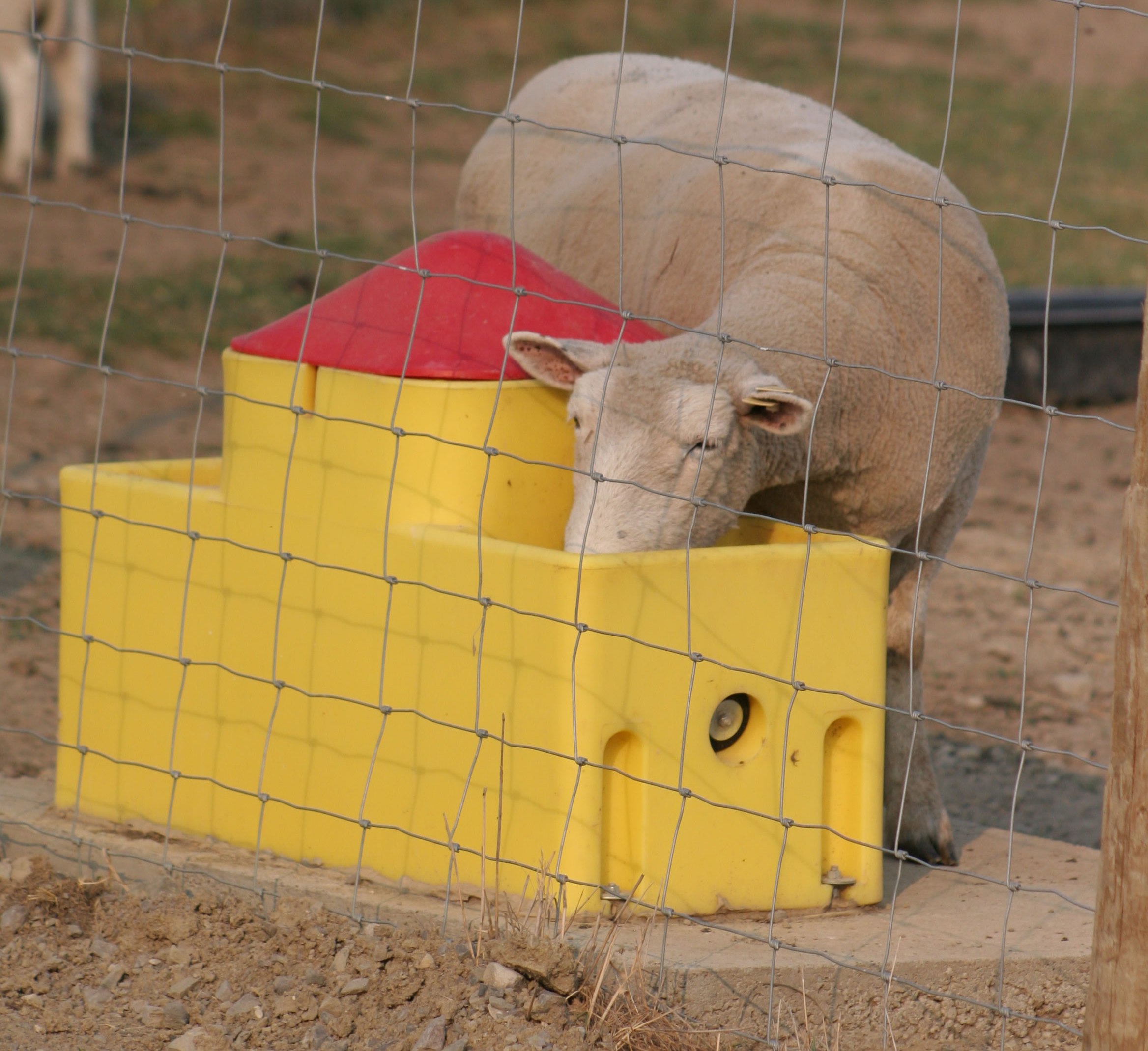 sheep and goat waterer